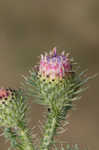 Spiny plumeless thistle